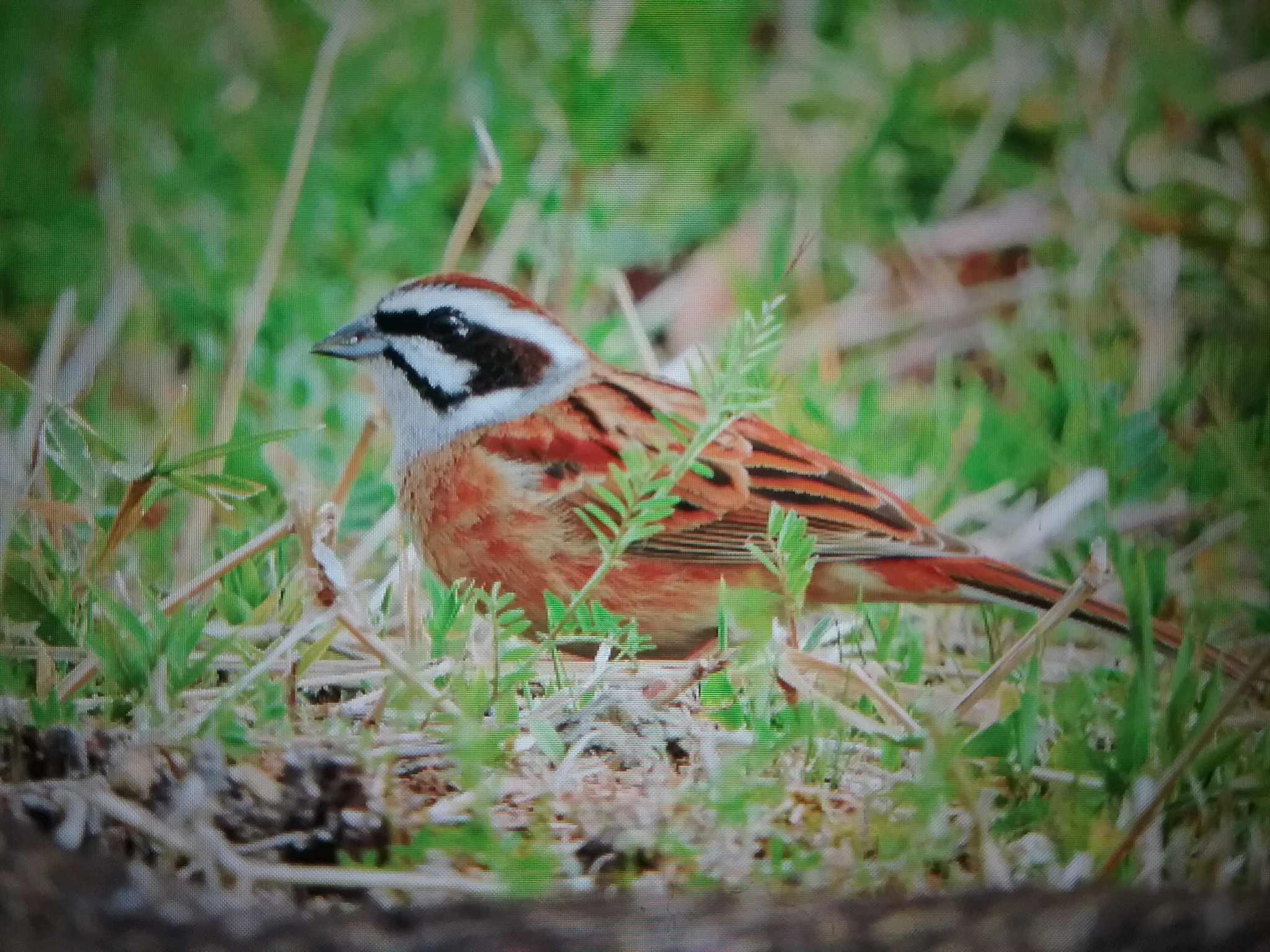 Meadow Bunting