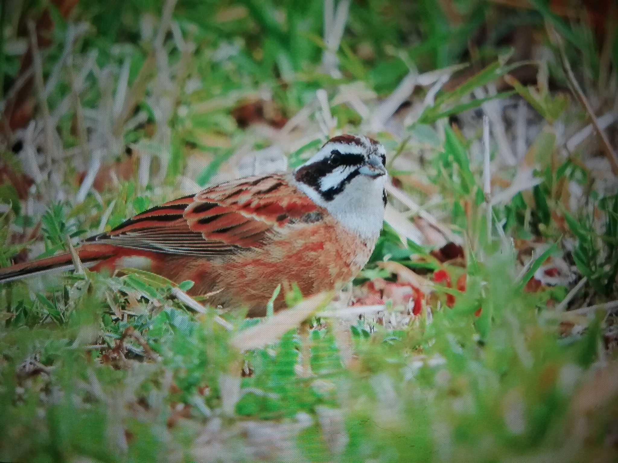 Meadow Bunting