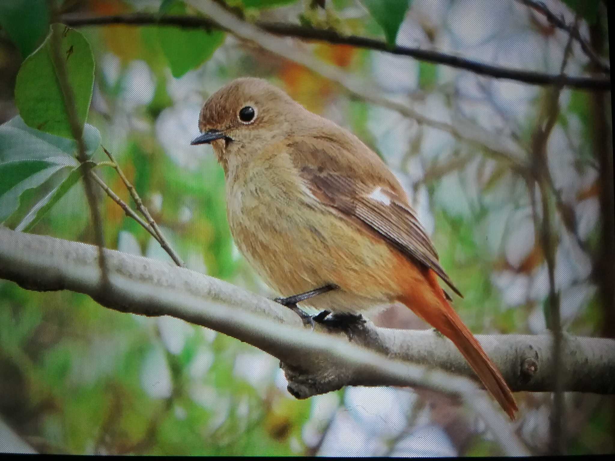 Daurian Redstart