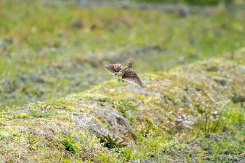 ヒバリ 兵庫県明石市 2017年3月25日(土)