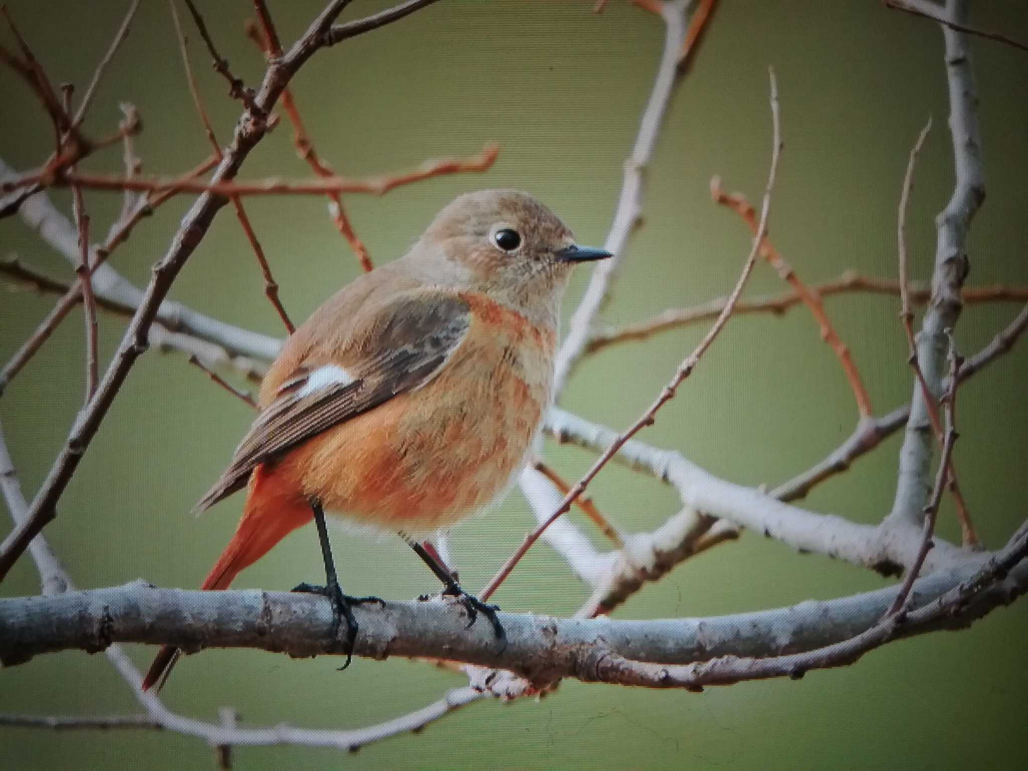 Daurian Redstart