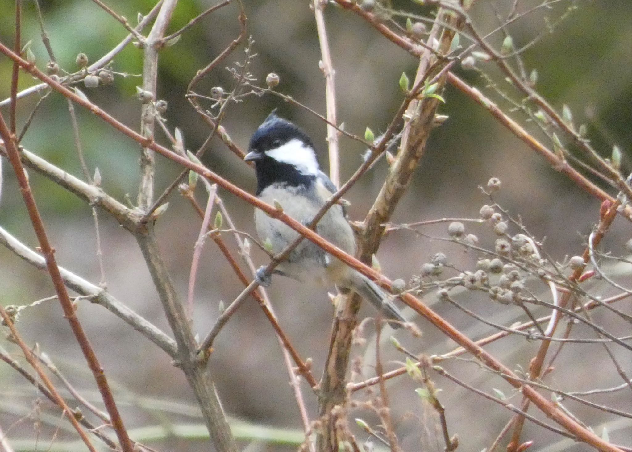 Coal Tit