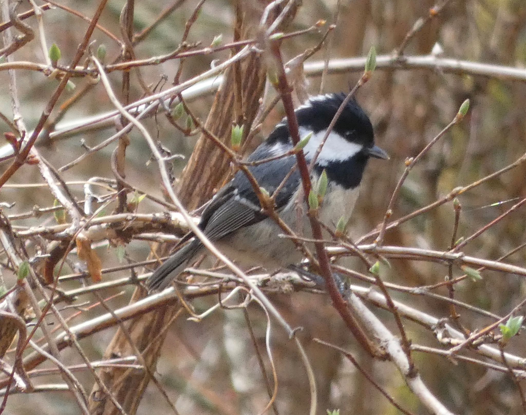 Coal Tit