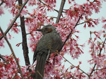 ヒヨドリ 芝川第一調節池(芝川貯水池) 2022年3月21日(月)