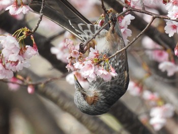 ヒヨドリ 芝川第一調節池(芝川貯水池) 2022年3月21日(月)