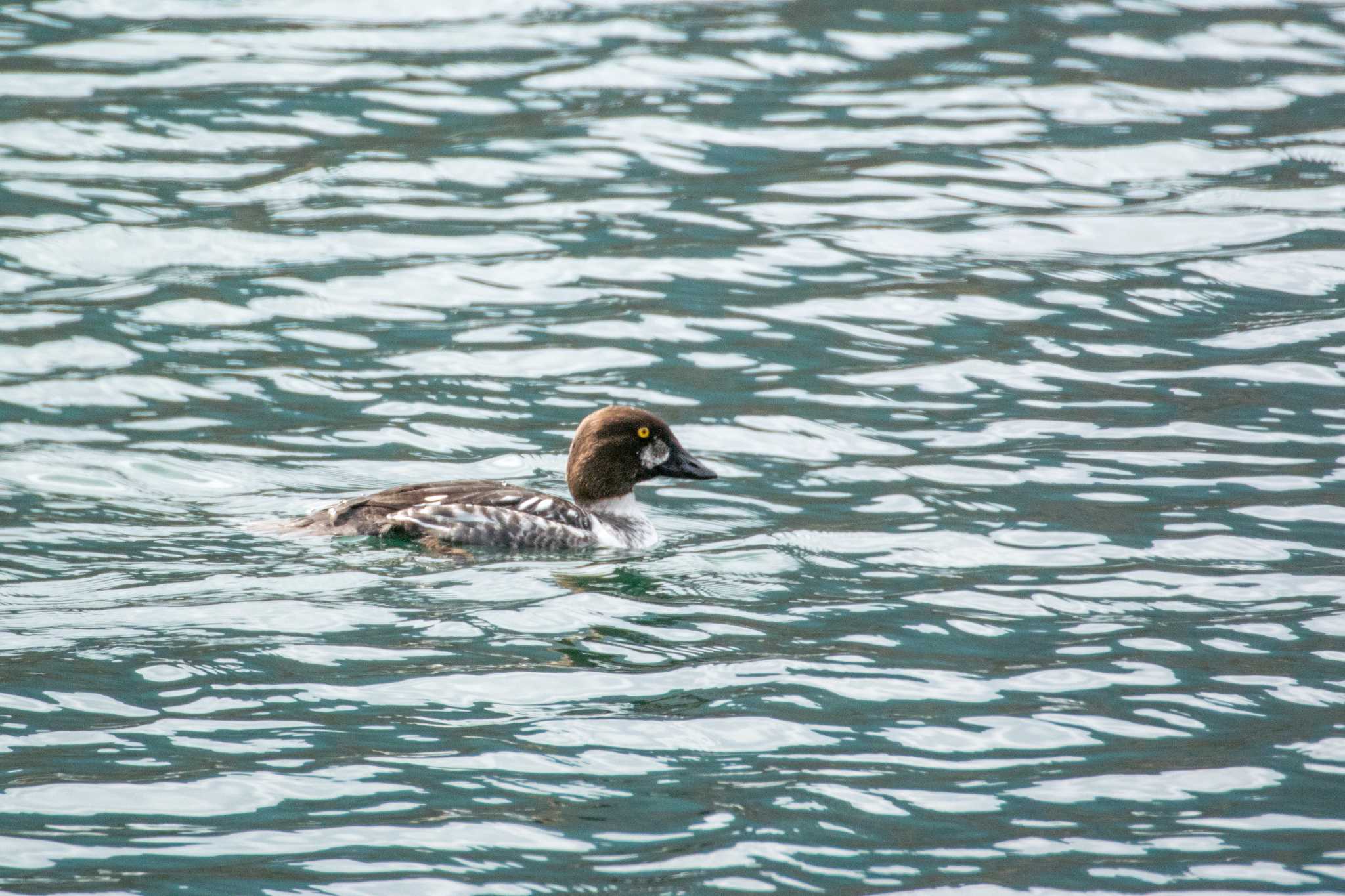 Photo of Common Goldeneye at 田貫湖 by ときのたまお