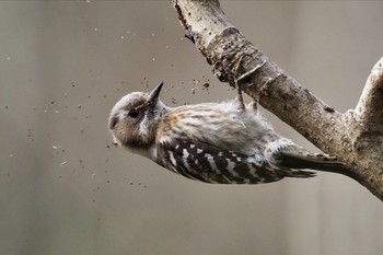 Japanese Pygmy Woodpecker Kitamoto Nature Observation Park Mon, 3/21/2022