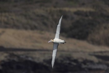 Short-tailed Albatross 三宅島 伊ヶ谷港沖 Sun, 3/20/2022