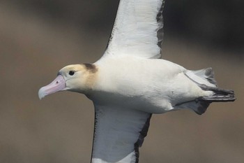 Short-tailed Albatross 三宅島 伊ヶ谷港沖 Sun, 3/20/2022