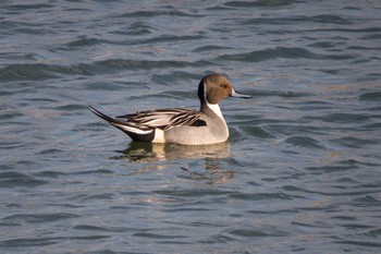 Northern Pintail Mikiyama Forest Park Sun, 1/27/2013