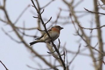 2022年3月21日(月) 北海道 函館市 東山の野鳥観察記録