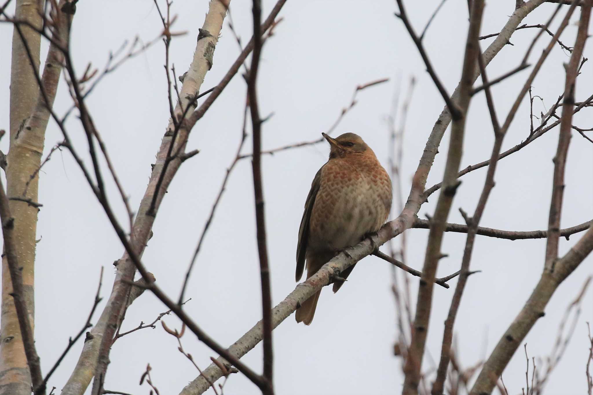 Naumann's Thrush