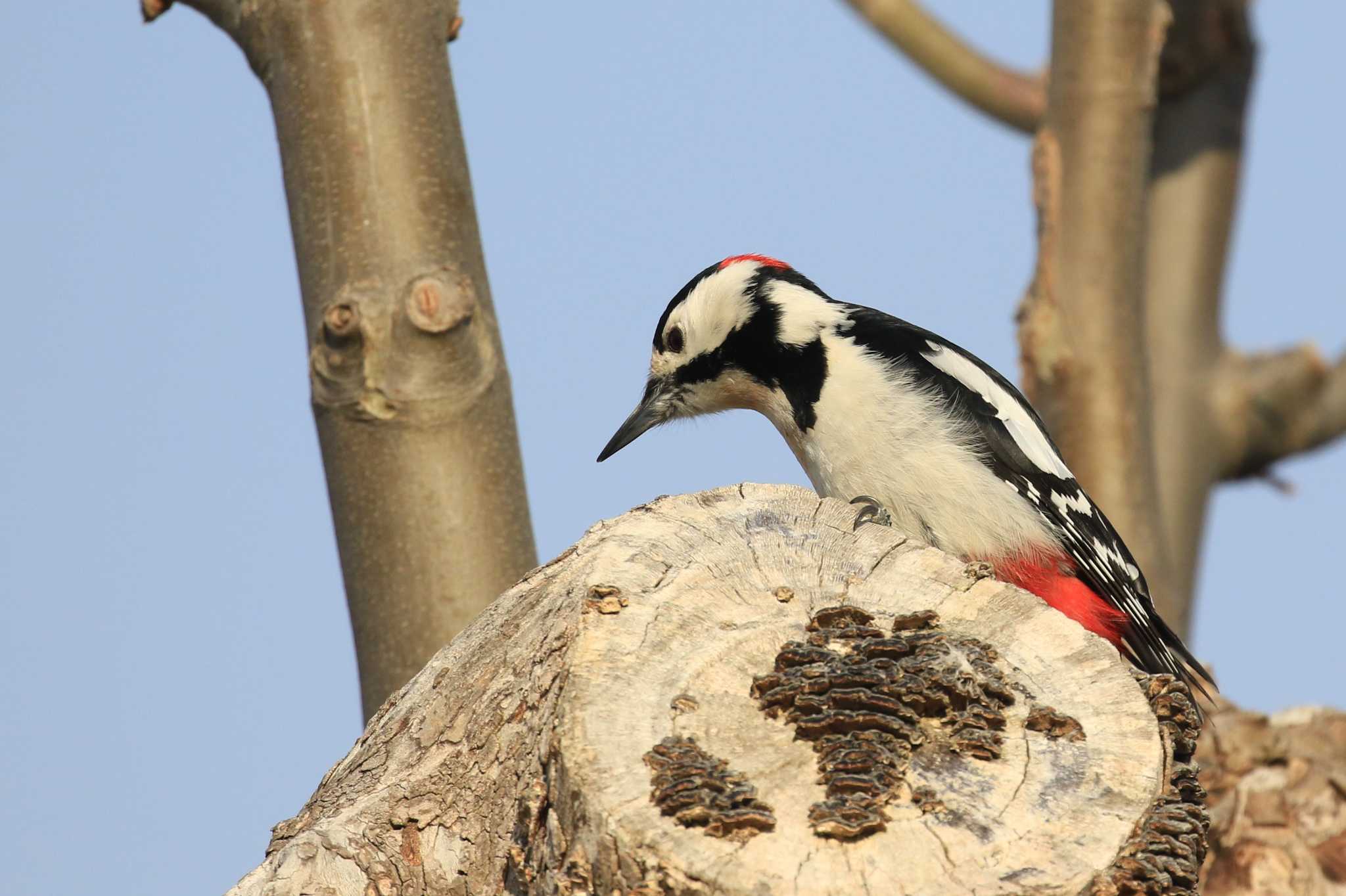 Great Spotted Woodpecker(japonicus)