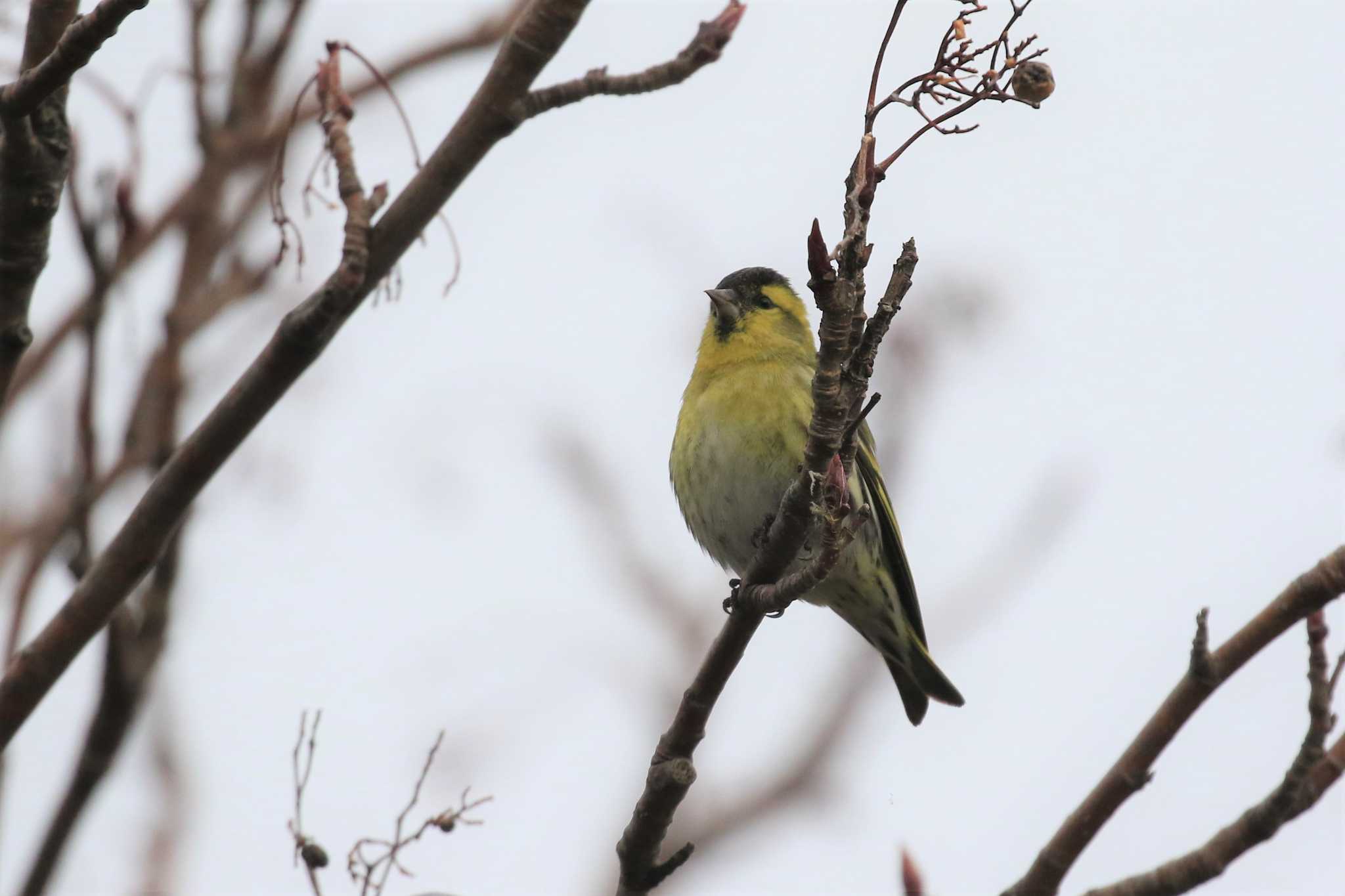 Eurasian Siskin