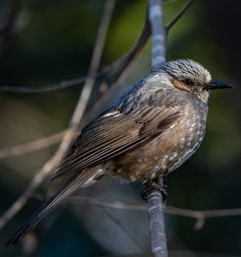 Brown-eared Bulbul Kyoto Gyoen Tue, 3/22/2022