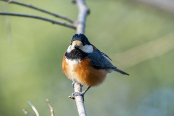 Varied Tit Kyoto Gyoen Tue, 3/22/2022