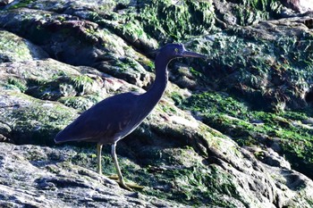 Pacific Reef Heron 静岡県 御前崎海岸 Mon, 1/10/2022