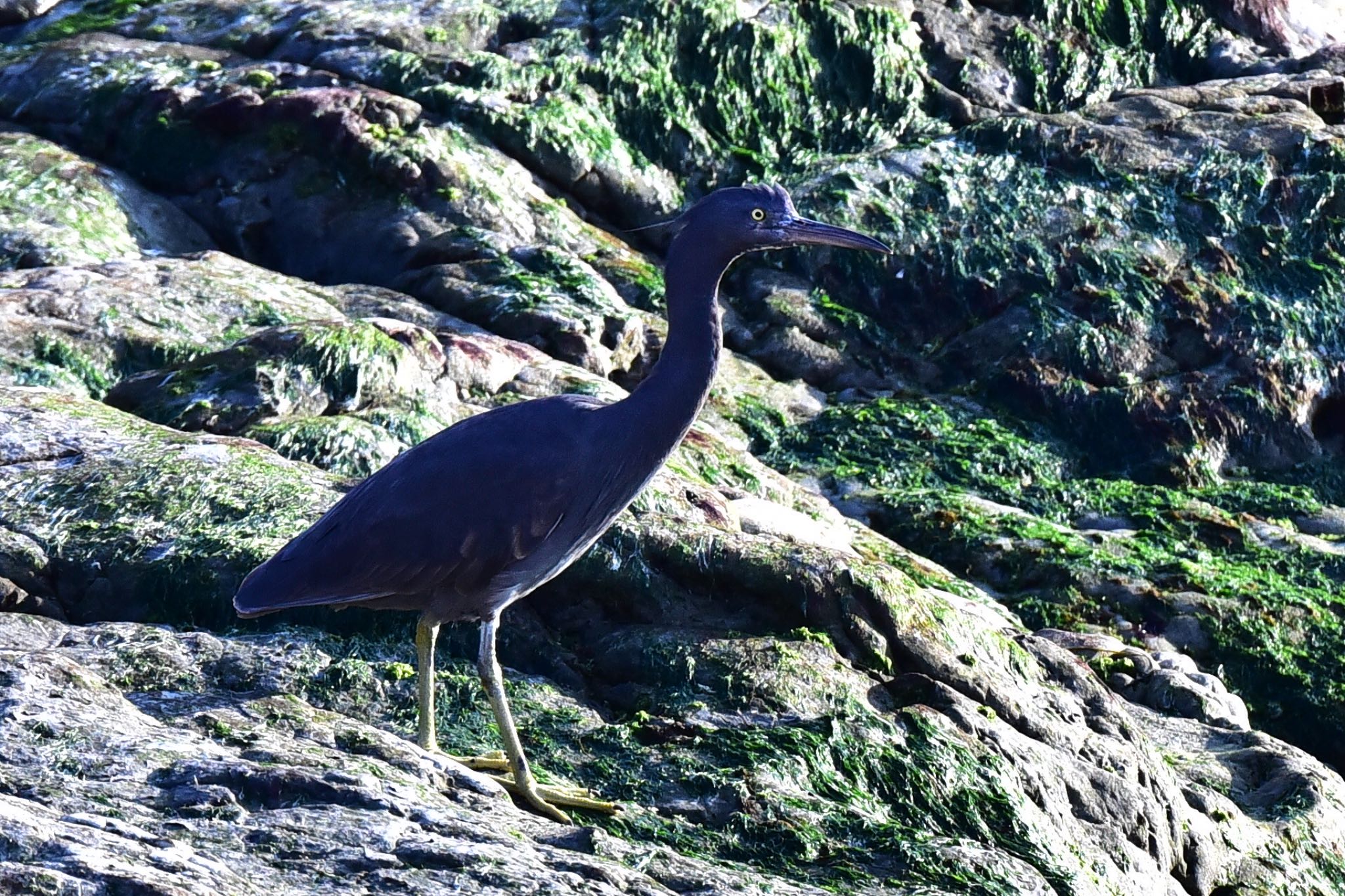 Photo of Pacific Reef Heron at 静岡県 御前崎海岸 by Taka Eri