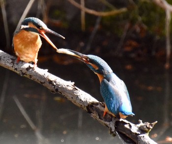 Common Kingfisher 練馬区 Sun, 3/20/2022