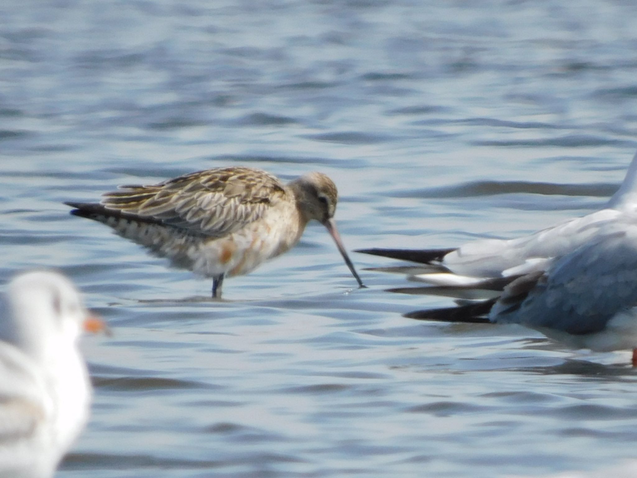 ふなばし三番瀬海浜公園 オオソリハシシギの写真 by ucello