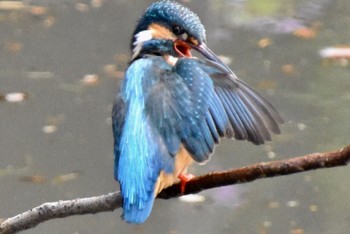 Common Kingfisher 練馬区 Sun, 3/20/2022