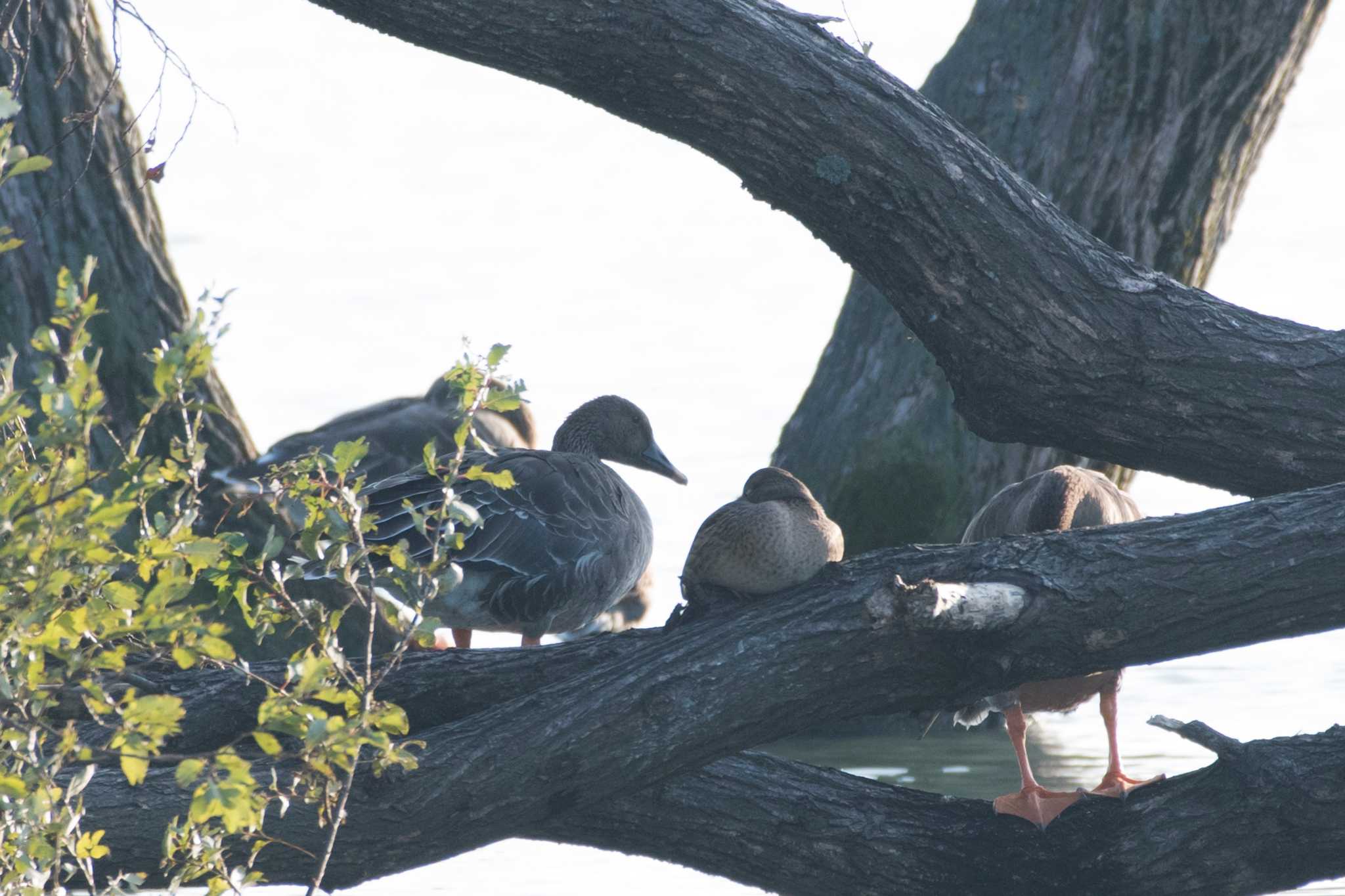 Photo of Taiga Bean Goose at 滋賀県 湖北