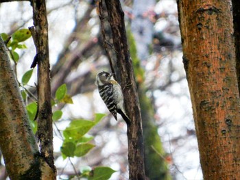 Tue, 3/22/2022 Birding report at Akigase Park