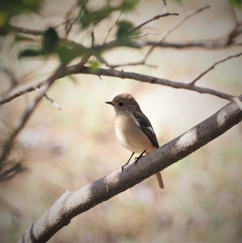 Daurian Redstart 姫路市自然観察の森 Tue, 3/22/2022