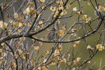 2022年3月22日(火) 松江市鹿島町の野鳥観察記録