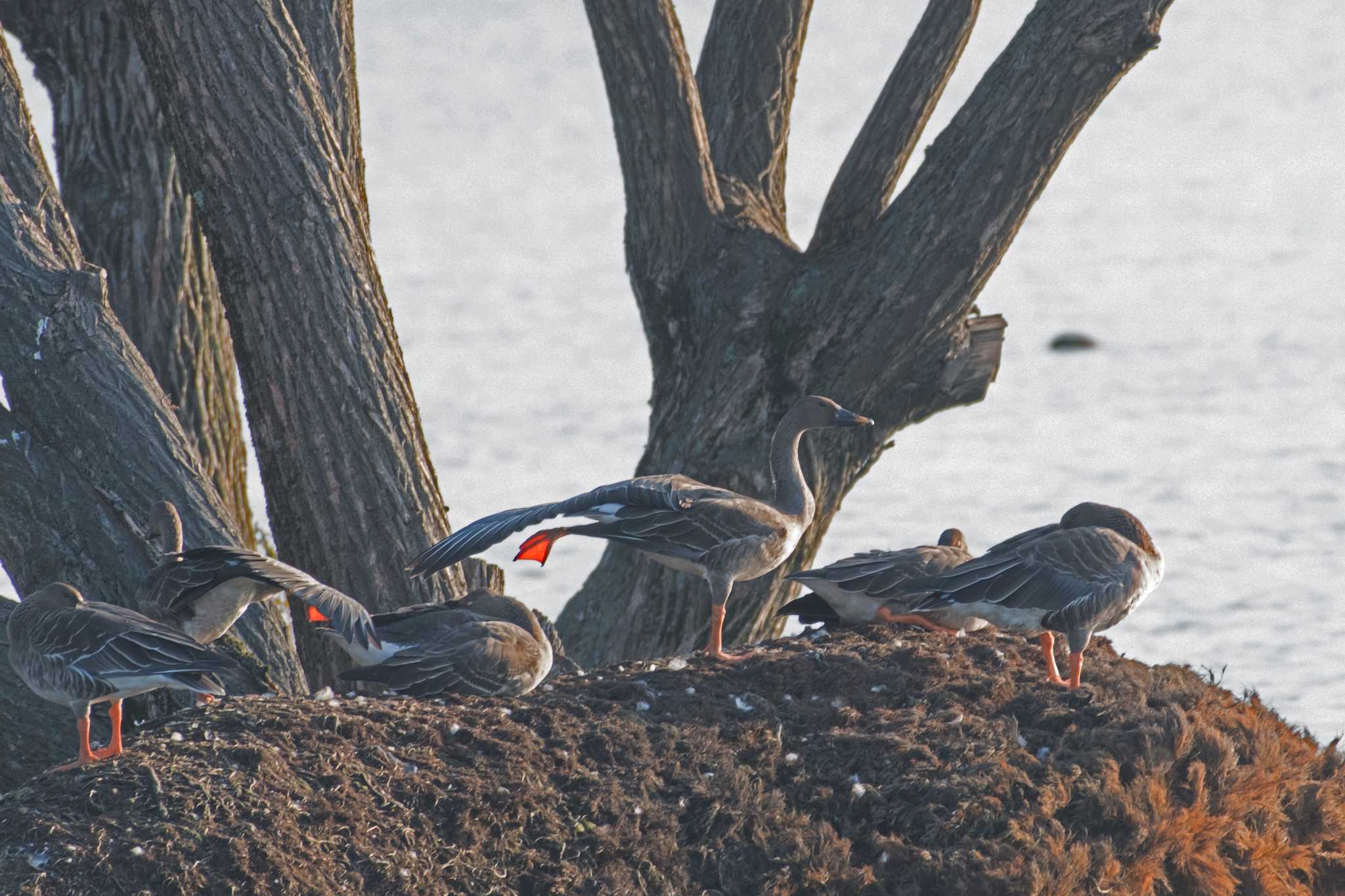 Photo of Taiga Bean Goose at 滋賀県 湖北