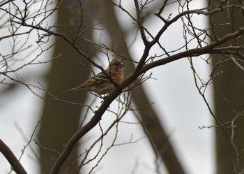 2022年3月21日(月) 東京都世田谷区の野鳥観察記録