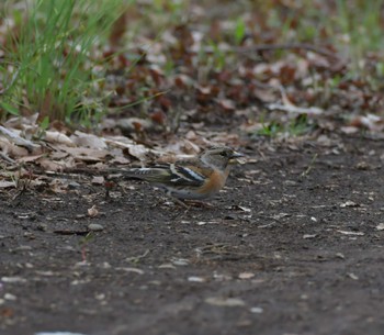 Brambling 東京都世田谷区 Mon, 3/21/2022