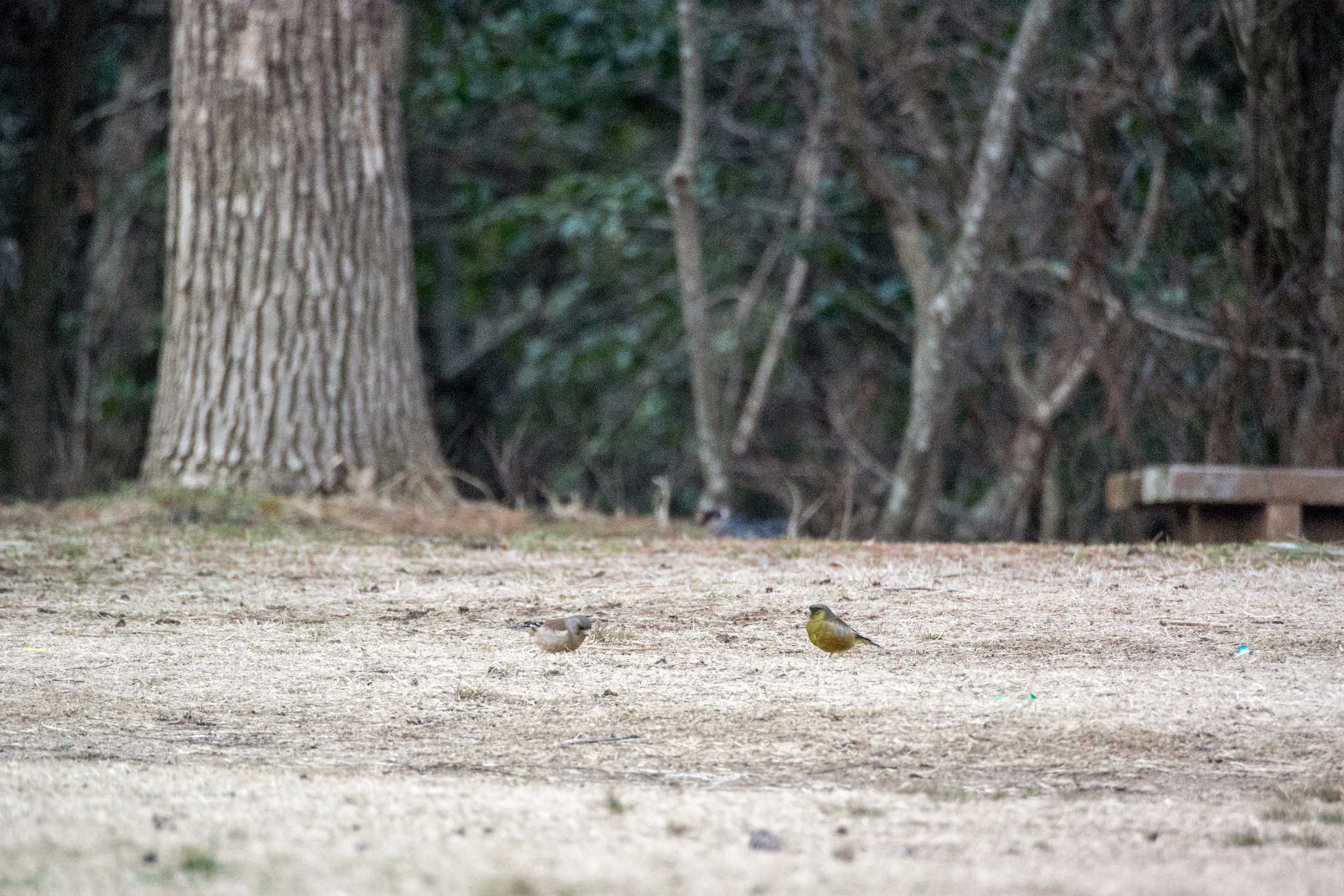 Photo of Oriental Greenfinch(kawarahiba) at Mikiyama Forest Park by ときのたまお