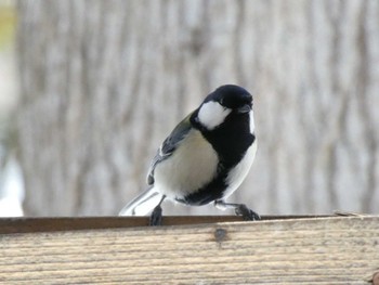 2022年2月5日(土) バードウォッチングカフェの野鳥観察記録