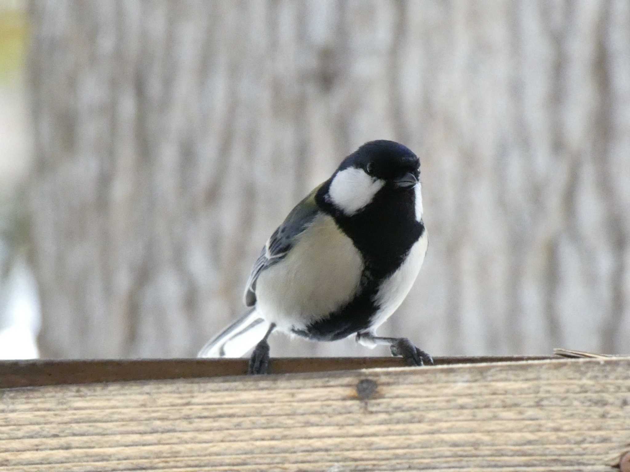 シジュウカラ