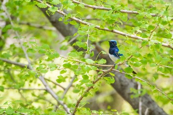 Blue-and-white Flycatcher Osaka castle park Tue, 4/18/2017