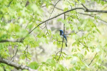 Blue-and-white Flycatcher Osaka castle park Tue, 4/18/2017