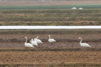 コハクチョウ 新潟県 2022年3月19日(土)