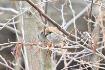 Sat, 3/19/2022 Birding report at 新潟県