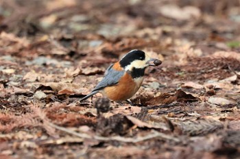 2022年3月20日(日) 新潟県の野鳥観察記録