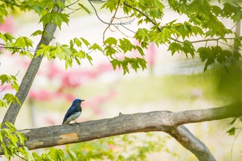 Blue-and-white Flycatcher Osaka castle park Tue, 4/18/2017