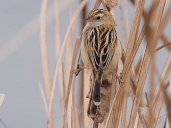 2022年3月20日(日) 境川遊水地公園の野鳥観察記録