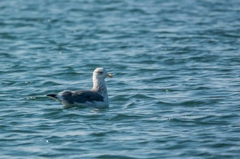 Slaty-backed Gull 兵庫県明石市 Sun, 12/18/2016