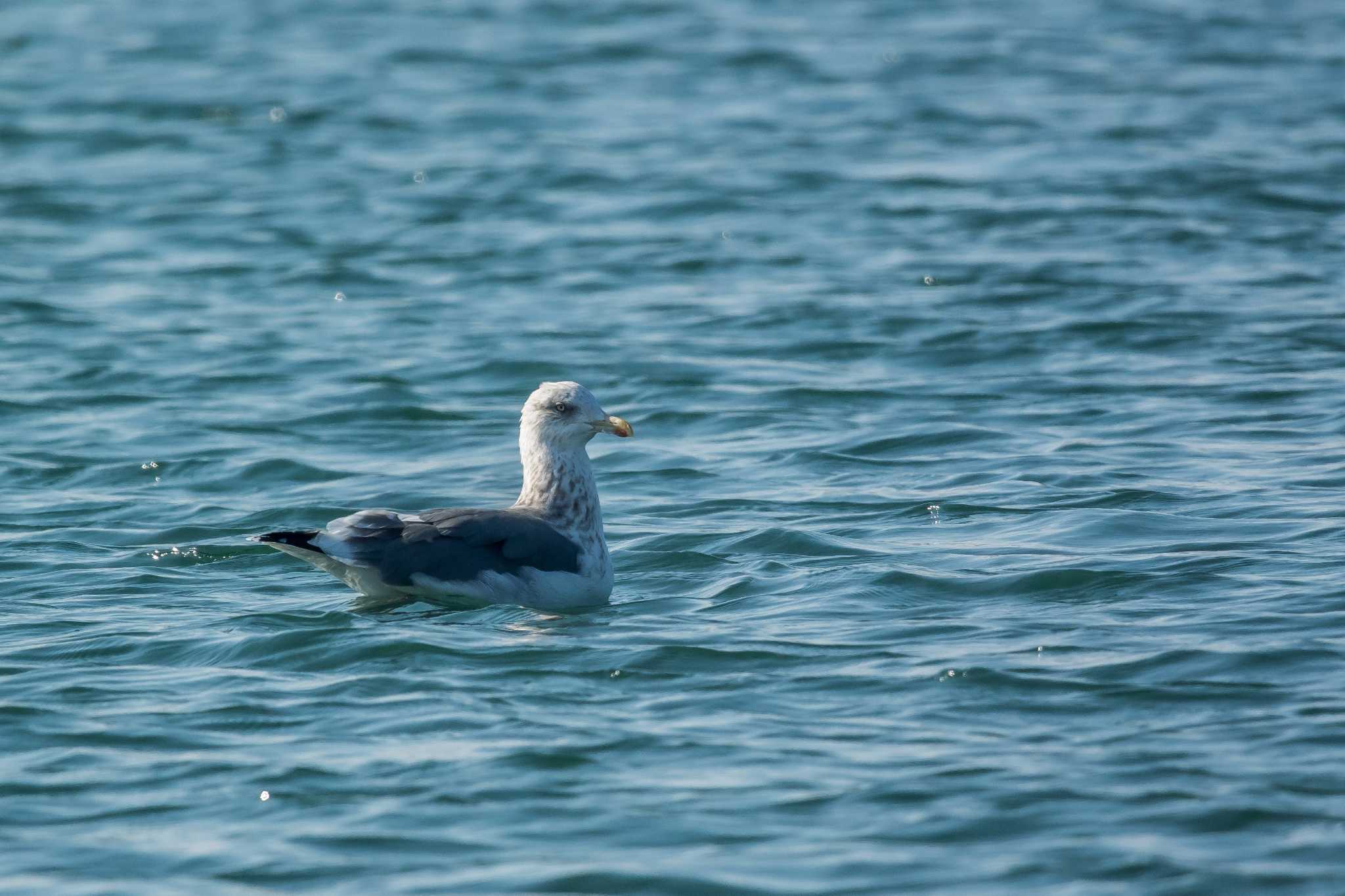 Photo of Slaty-backed Gull at 兵庫県明石市 by ときのたまお