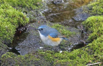 ルリビタキ 湯ノ湖 2021年5月4日(火)