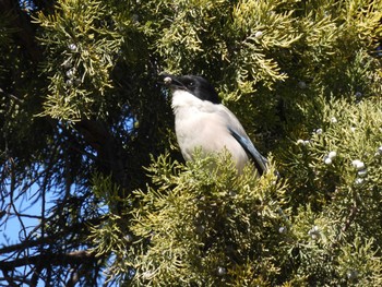 Azure-winged Magpie 日壇公園(北京) Sat, 3/5/2022