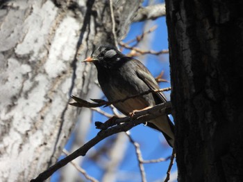 White-cheeked Starling 日壇公園(北京) Sat, 3/5/2022