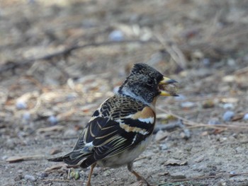 Sat, 3/5/2022 Birding report at 日壇公園(北京)