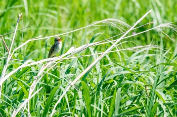 オオヨシキリ 兵庫県神戸市北区 2017年5月28日(日)