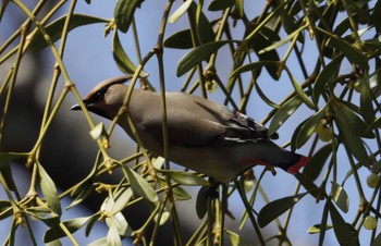 Japanese Waxwing 和歌山城公園 Mon, 3/14/2022